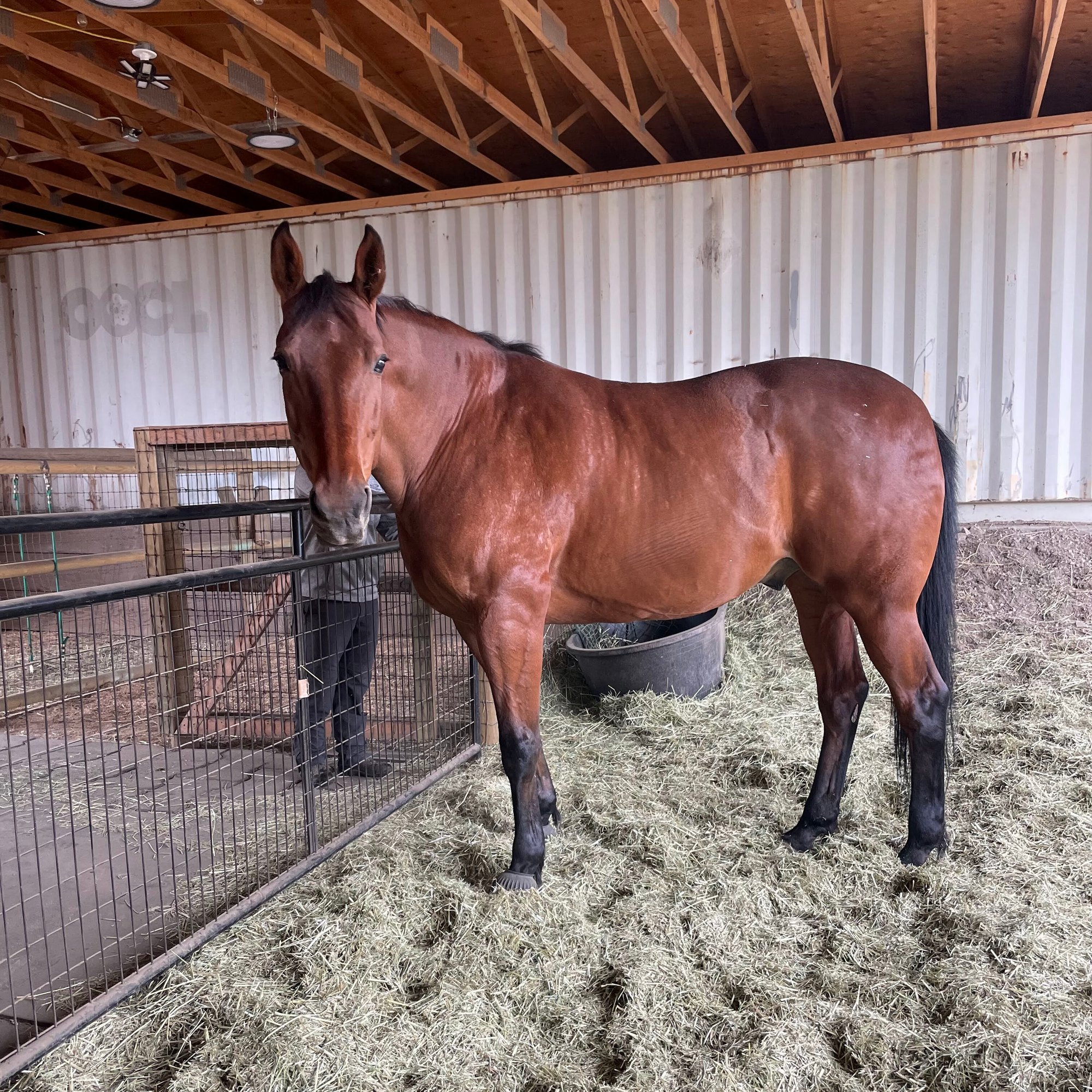 horse horse